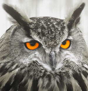 Eagle Owl