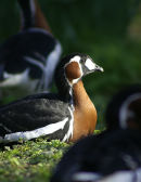 Red Breasted Goose