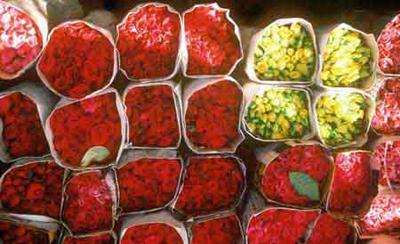 Thai Roses