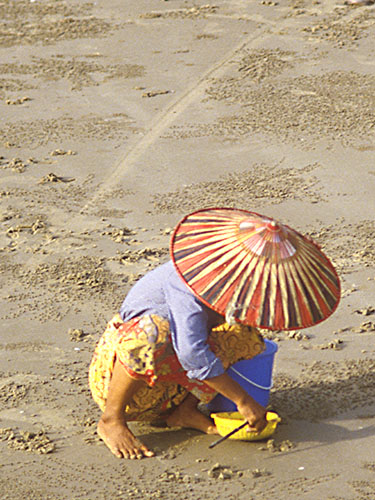 Shell hunter