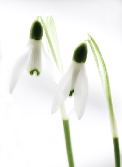 Snowdrop