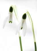 Snowdrop