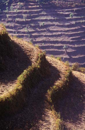 Himalayan terraces