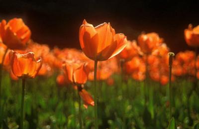 Orange tulips