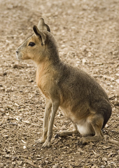 Wallaby