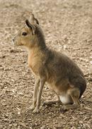 Wallaby