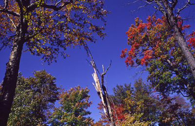Fall color