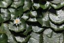 IMG 0049 1