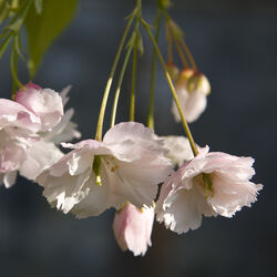 Cherry blossom
