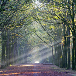 Grovely Wood