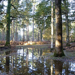 New Forest