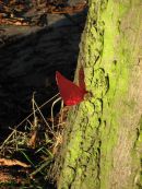 Red-Butt-overlp
