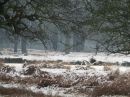 flying-swans-and-trees