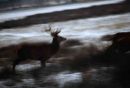 snow-deer-running