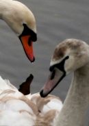 swan-beaks-close-up