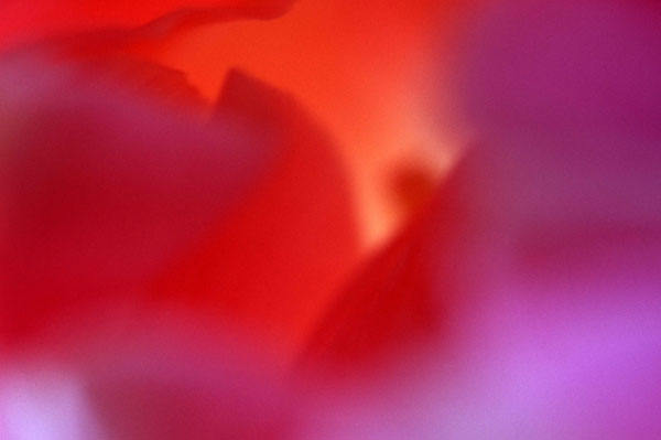 Abstract Flower