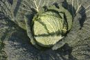 Allotment cabbage
