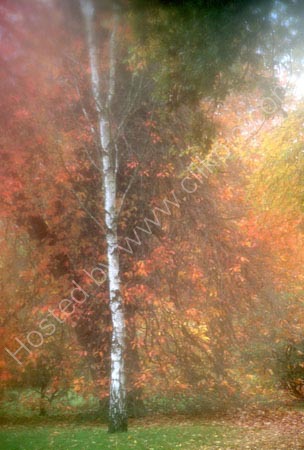 Autumn colours