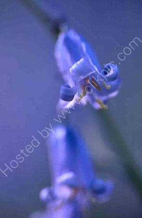 Bluebells