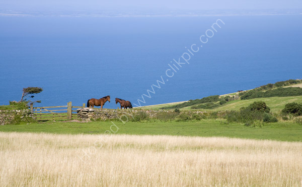 Countisbury Common