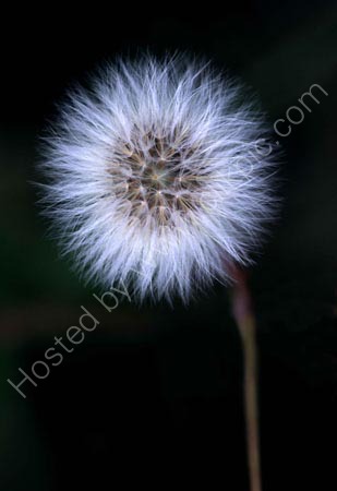 Dandilion seed head