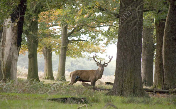 Lone deer