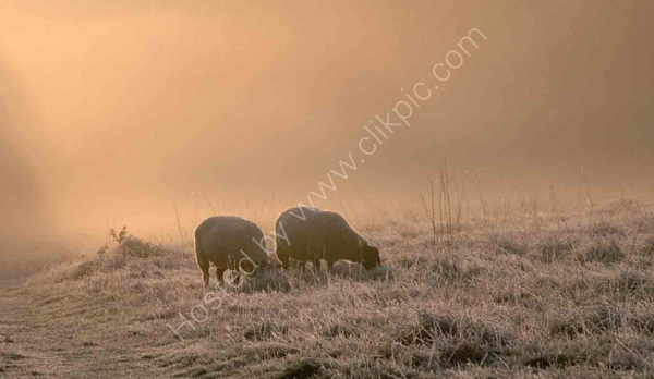 Sheep on Ditchling common