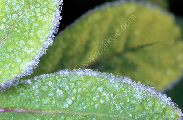 Frozen leaves