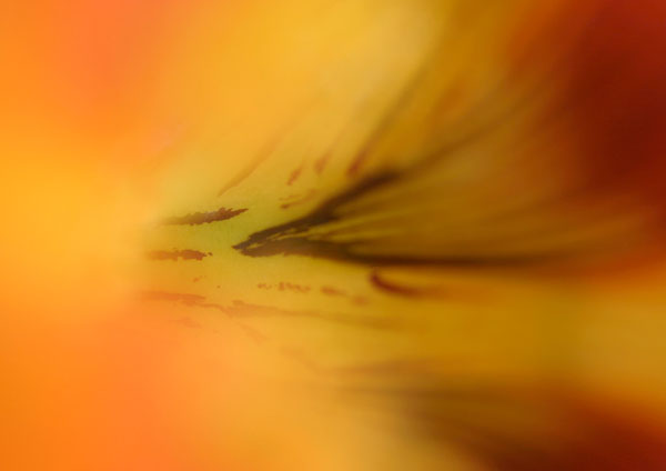 Nasturtium