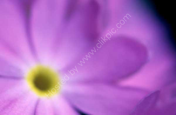 Purple and yellow