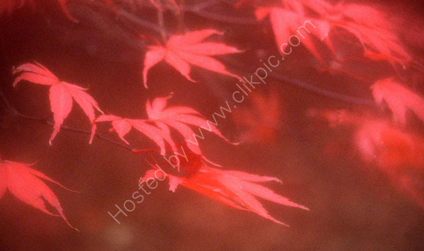 Red leaves