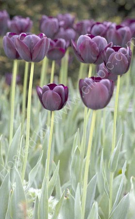 Tall Tulips