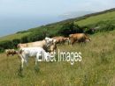 Dorset Cattle