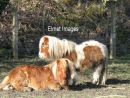 Ponies in Wharfedale
