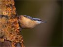 Alert Nuthatch