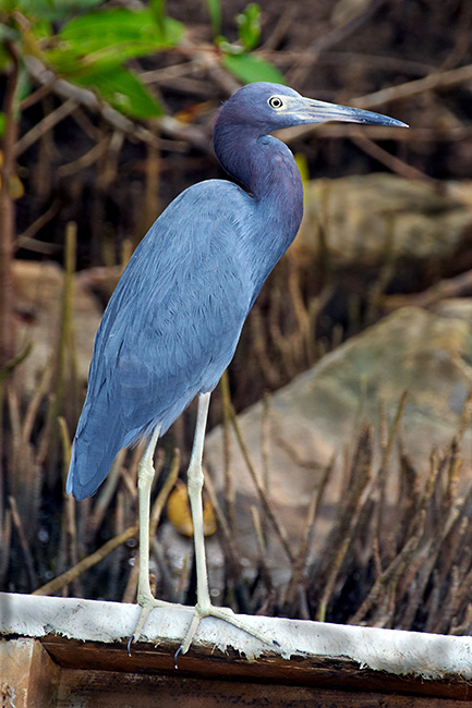 South American Blue Heron.   
