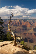 Canyon Tree