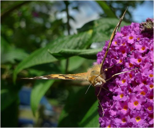 Elderly Painted Lady