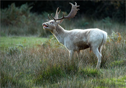 White Fallow Deer Buck