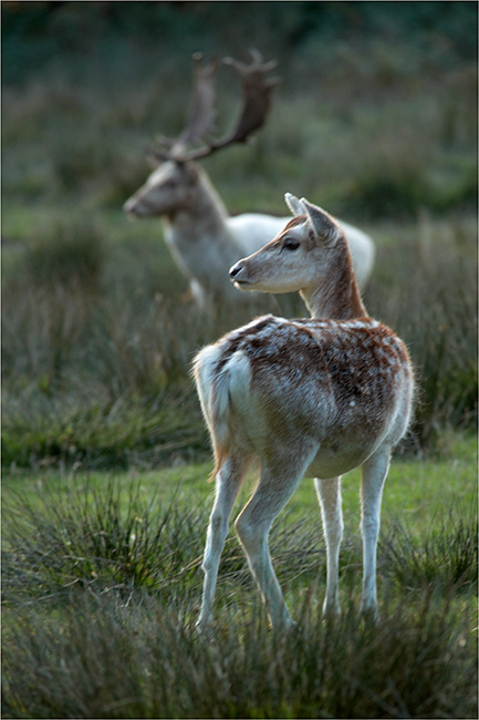Fallow Deer at the Rut 