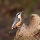 Forest Nuthatch