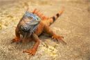 Male Honduras Iguana