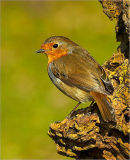 Perky Robin