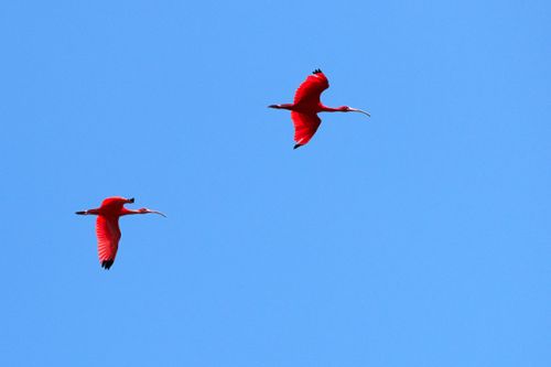 Scarlet Ibis[Eudocimus Ruber]

