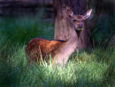 Sika Deer Fawn