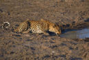 Thirsty Leopardess