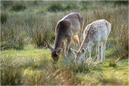 Young Fallow Deer