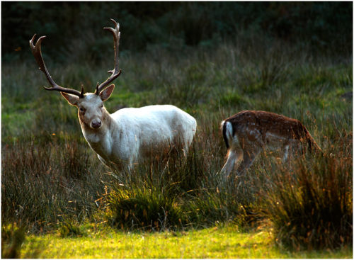 White Fallow Deer Buck
