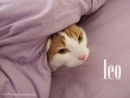 LEO MY CAT
