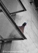 VIENNA PIGEON